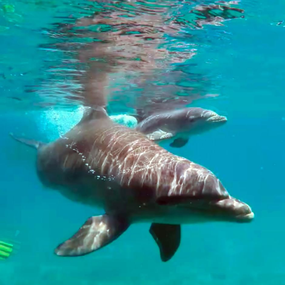 Caratula de GEO Reportage: Curaçao - Die sanften Delfine (GEO Reportage: Terapia con delfines) 
