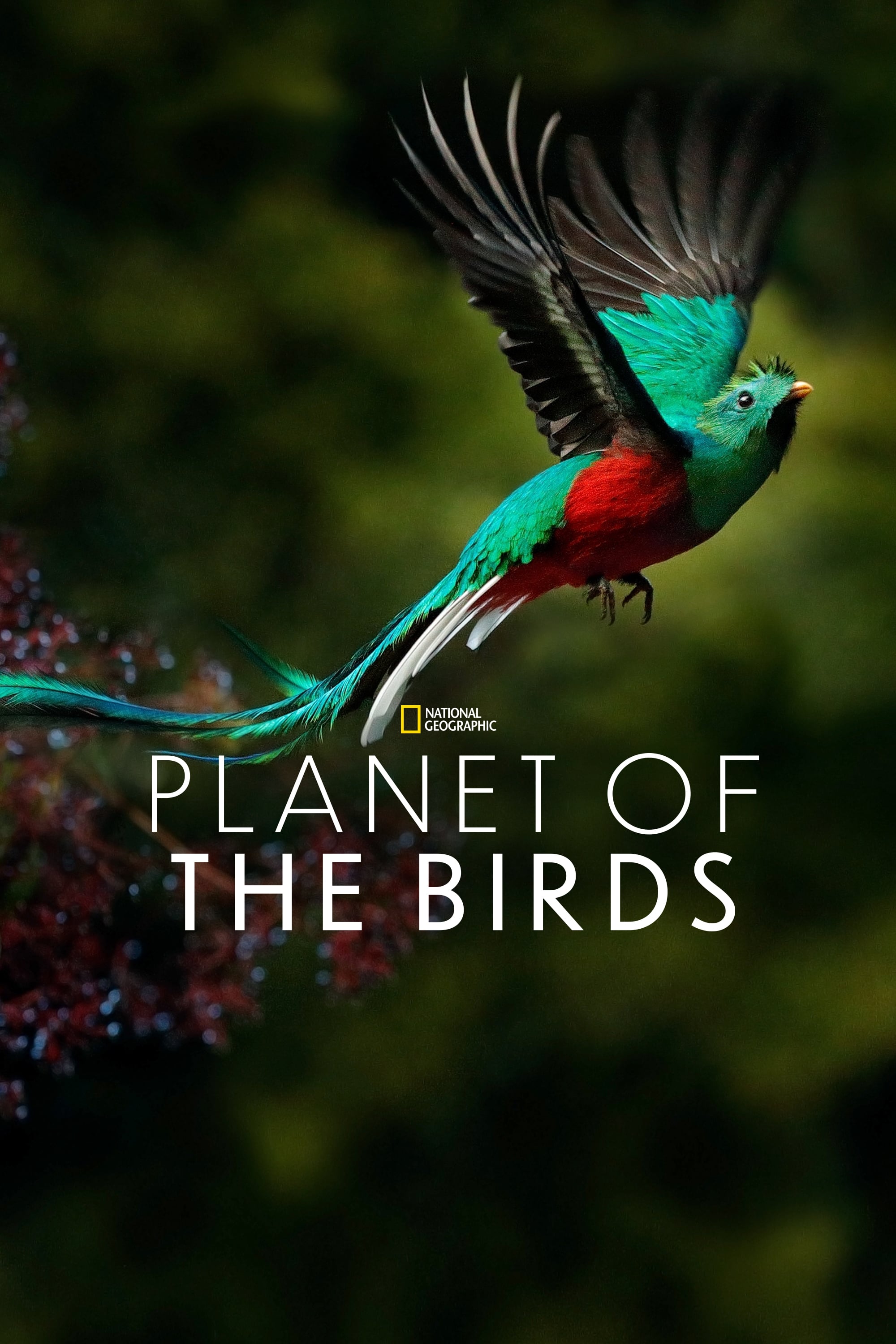 Caratula de PLANET OF THE BIRDS (El planeta de los pajaros) 