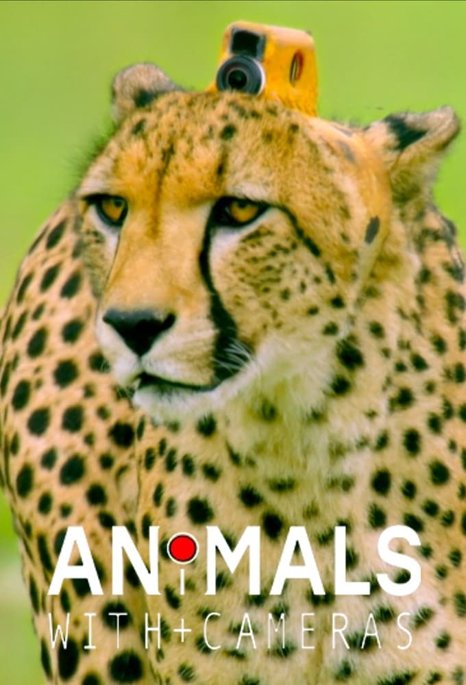 Caratula de ANIMALS WITH CAMERAS (Animales con camaras) 
