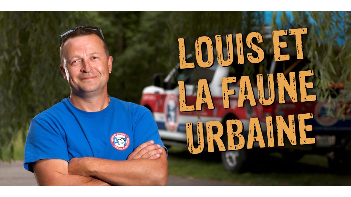 Caratula de Louis et la faune urbaine (Louis y la fauna urbana) 