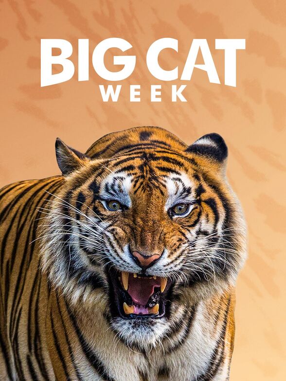 Caratula de Big Cat Week (Big Cat Week) 