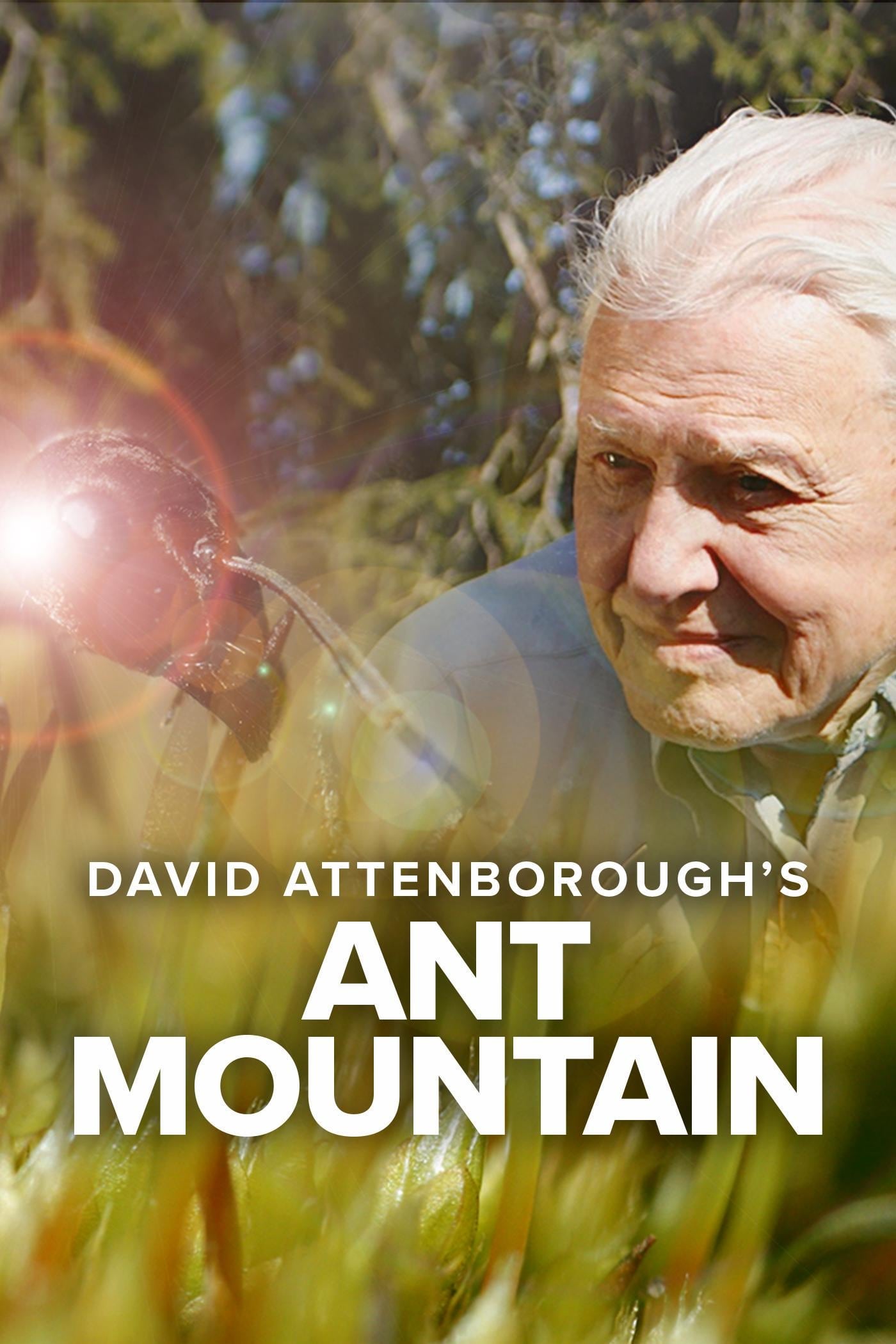 Caratula de Attenborough's Ant Mountain (Attenborough y la montaña de las hormigas) 