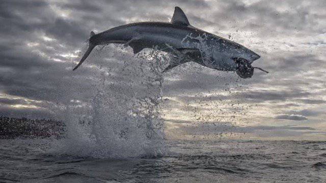 Tiburón vs foca: el duelo