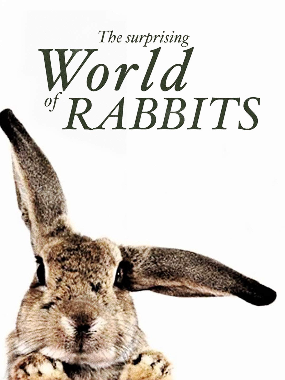 Caratula de THE SURPRISING WORLD OF RABBITS (El superpoder de los conejos) 