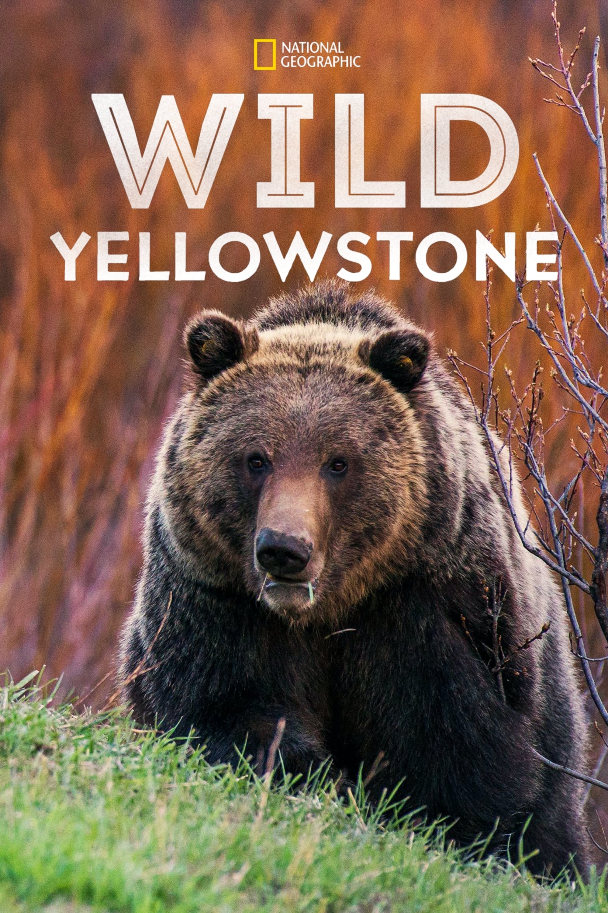 Yellowstone salvaje