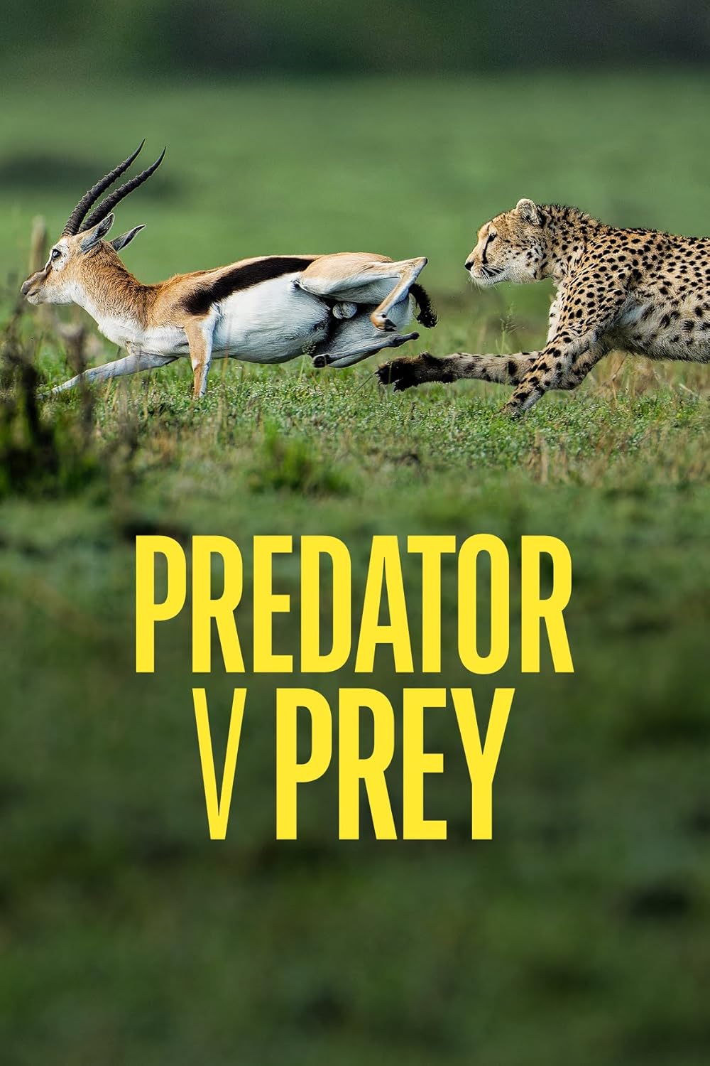 Predator versus prey