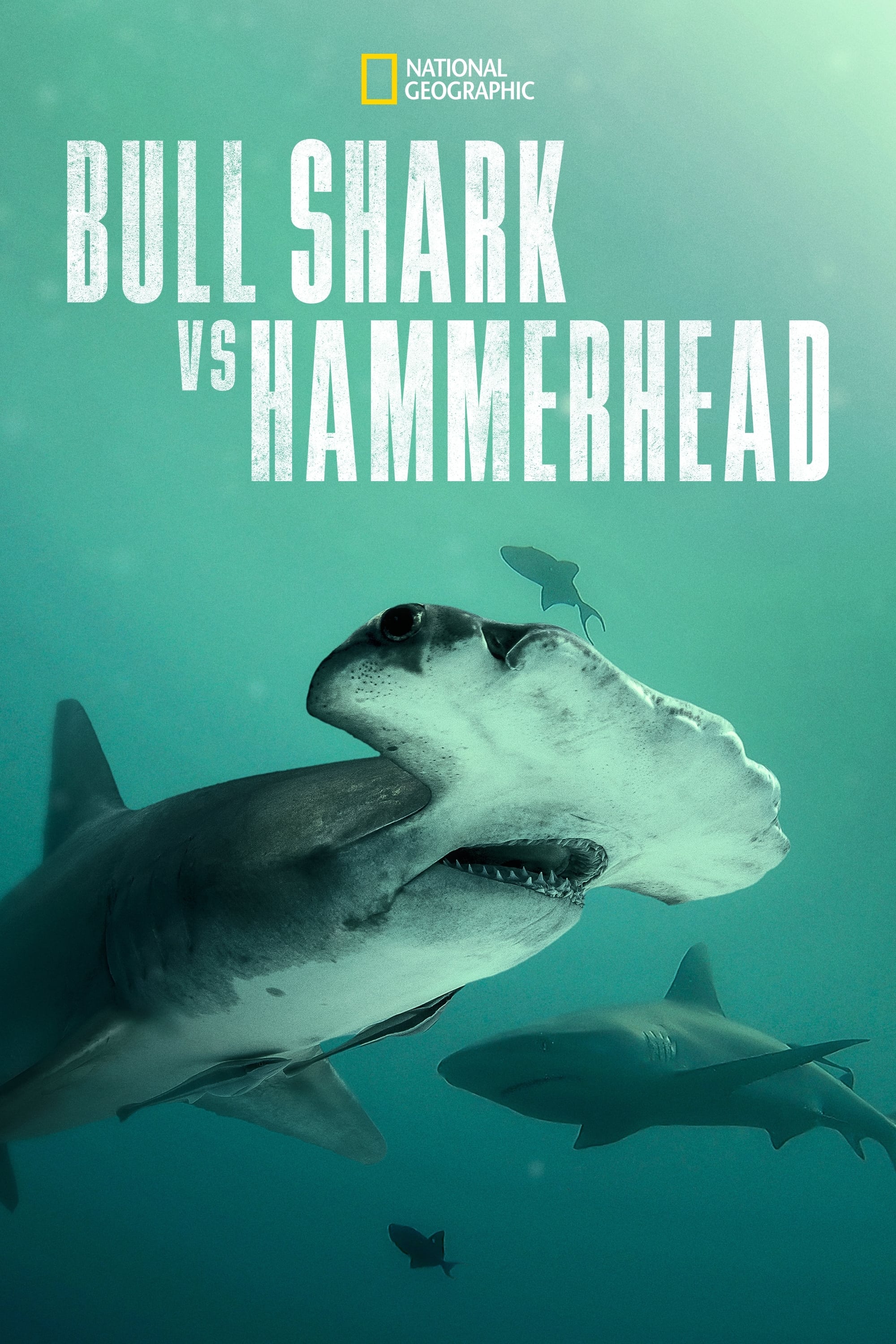 Caratula de Bull Shark vs. Hammerhead (Tiburón toro vs. tiburón martillo) 
