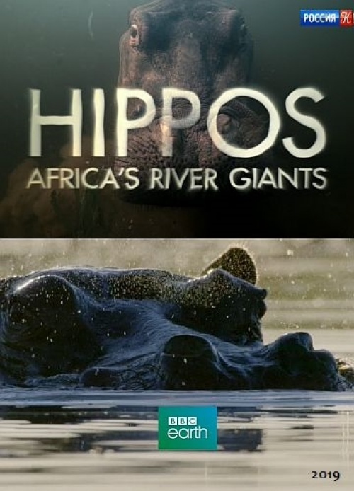 Caratula de Hippos: Africa's River Giants (Hipopótamo: el gigante de África) 