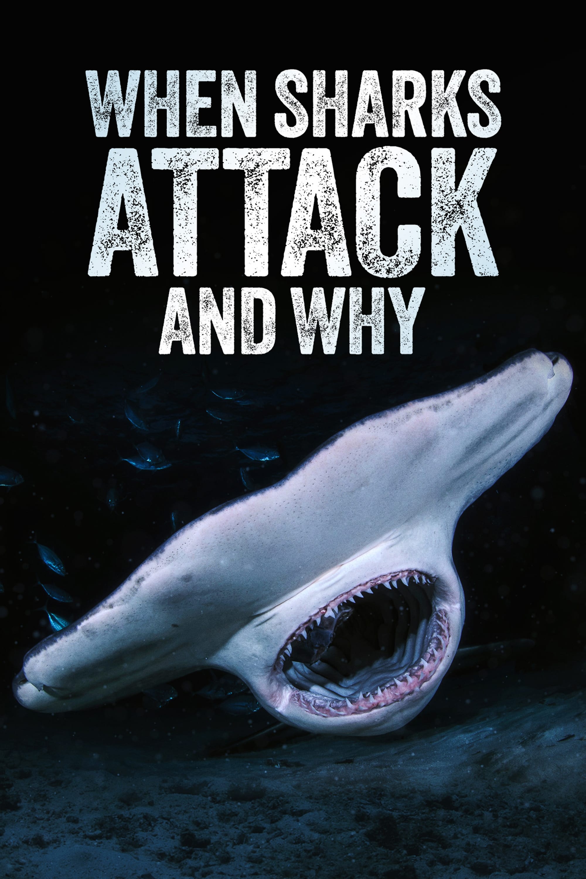 When Sharks Attack... And Why