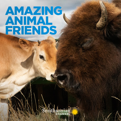 Caratula de Amazing Animal Friends (Animales: Amigos Increíbles) 
