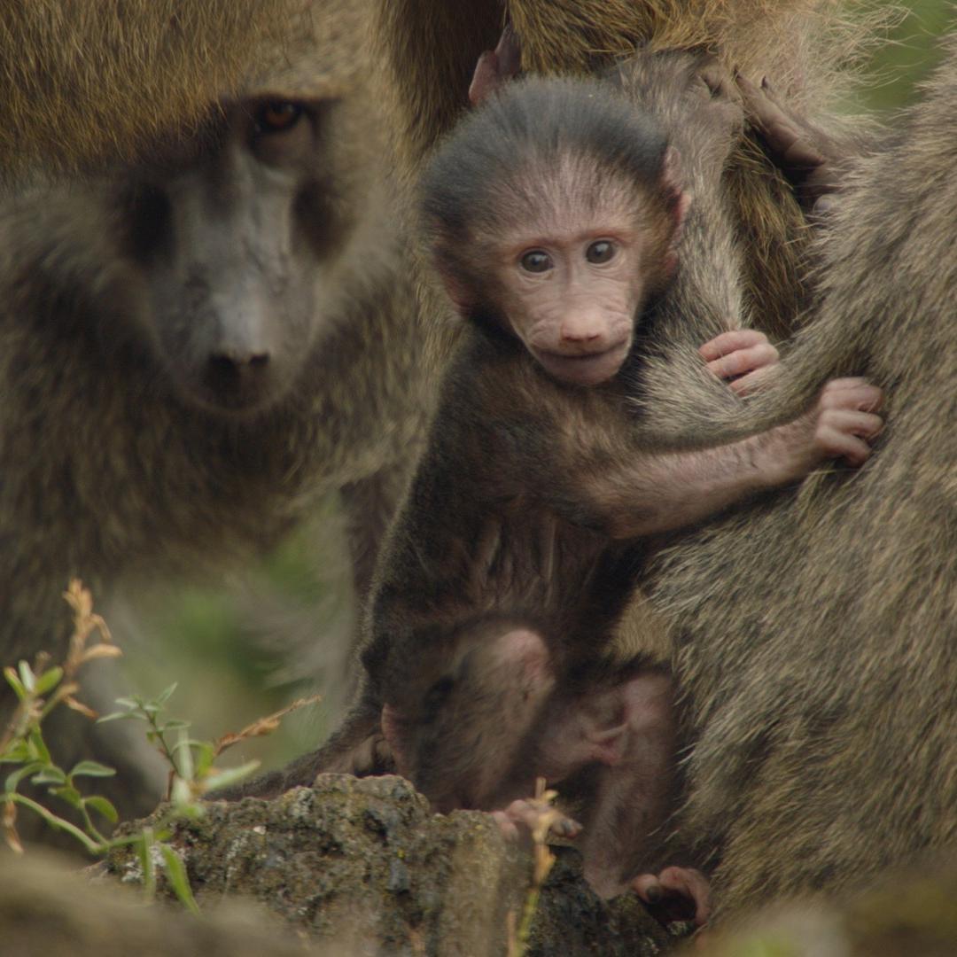 Baboons: A Really Wild Family