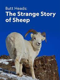 Caratula de Butt Heads: The Strange Story of Sheep (A cops de cap: l'estranya història de les ovelles) 
