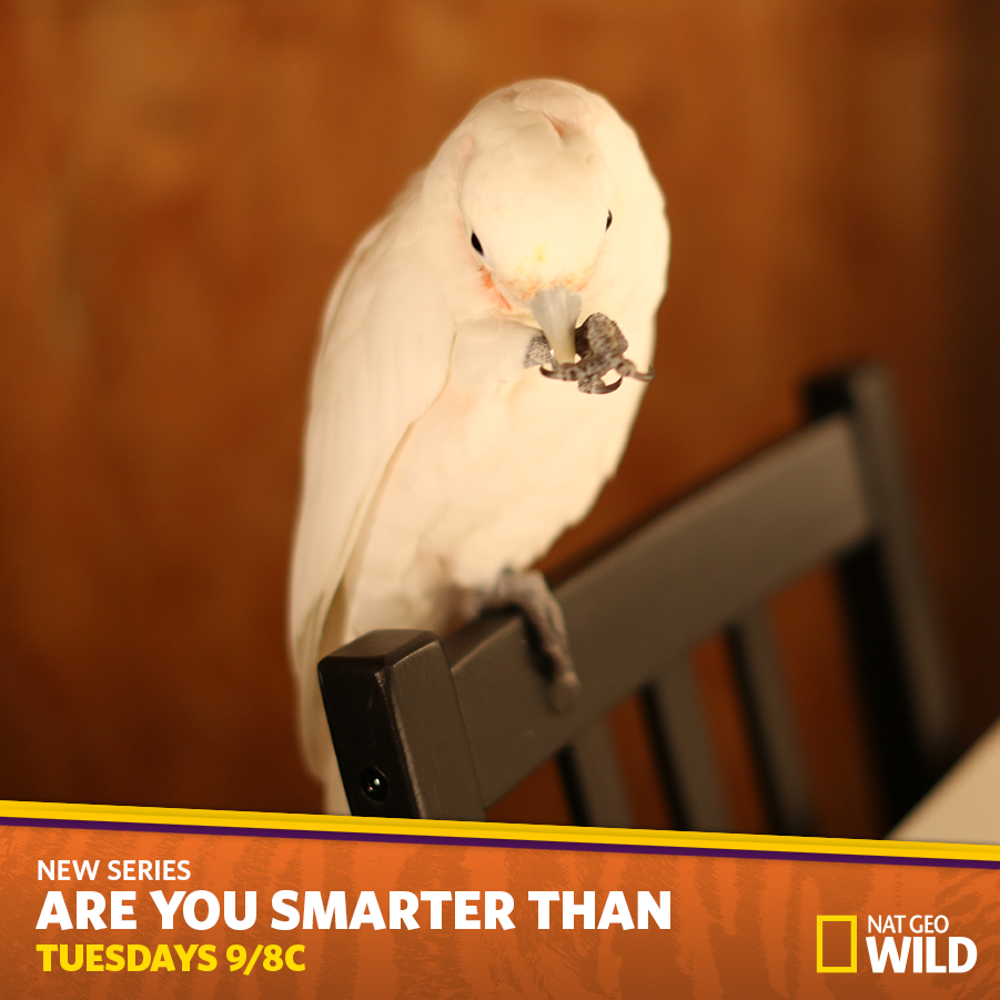 Caratula de ARE YOU SMARTER THAN YOUR PET? (¿ES TU MASCOTA MAS LISTA QUE TÚ?) 