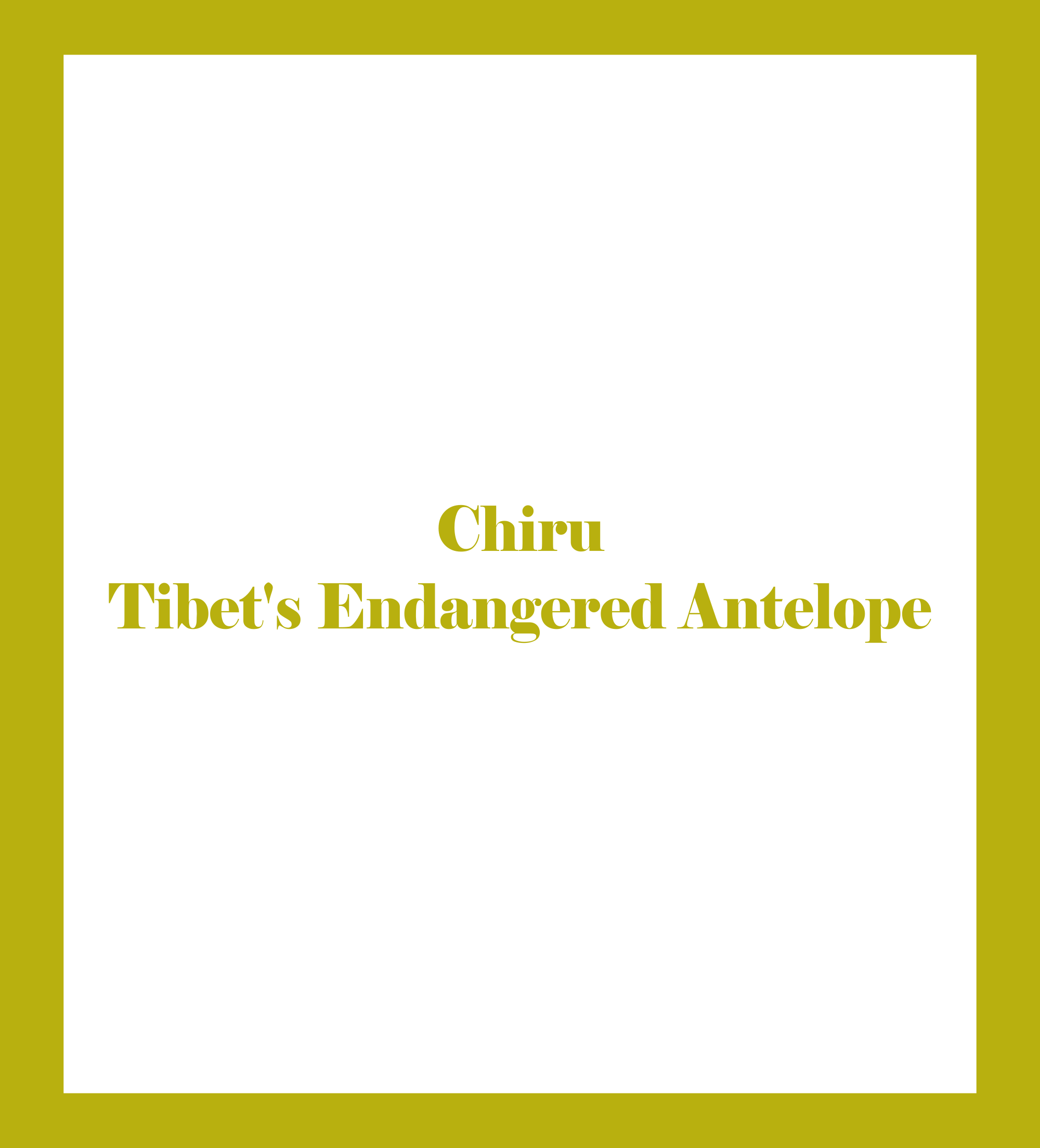 Chiru - Tibet's Endangered Antelope