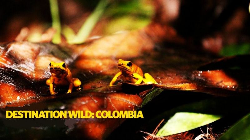 Caratula de Destination Wild: Colombia (Colombia salvaje) 