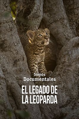 Caratula de A Leopard's Legacy (El legado de la leoparda) 