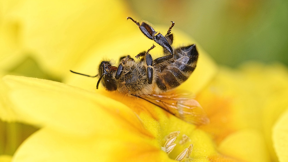 Gift im Honig, tote Bienen