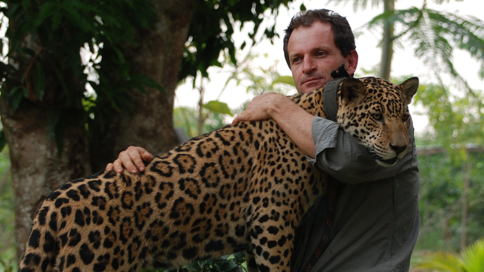 Caratula de Jaguar Man (Hombre jaguar) 