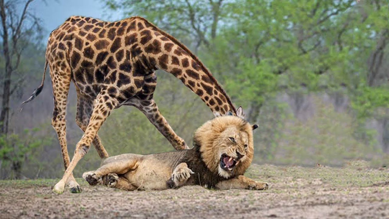 Lion vs. Giraffe