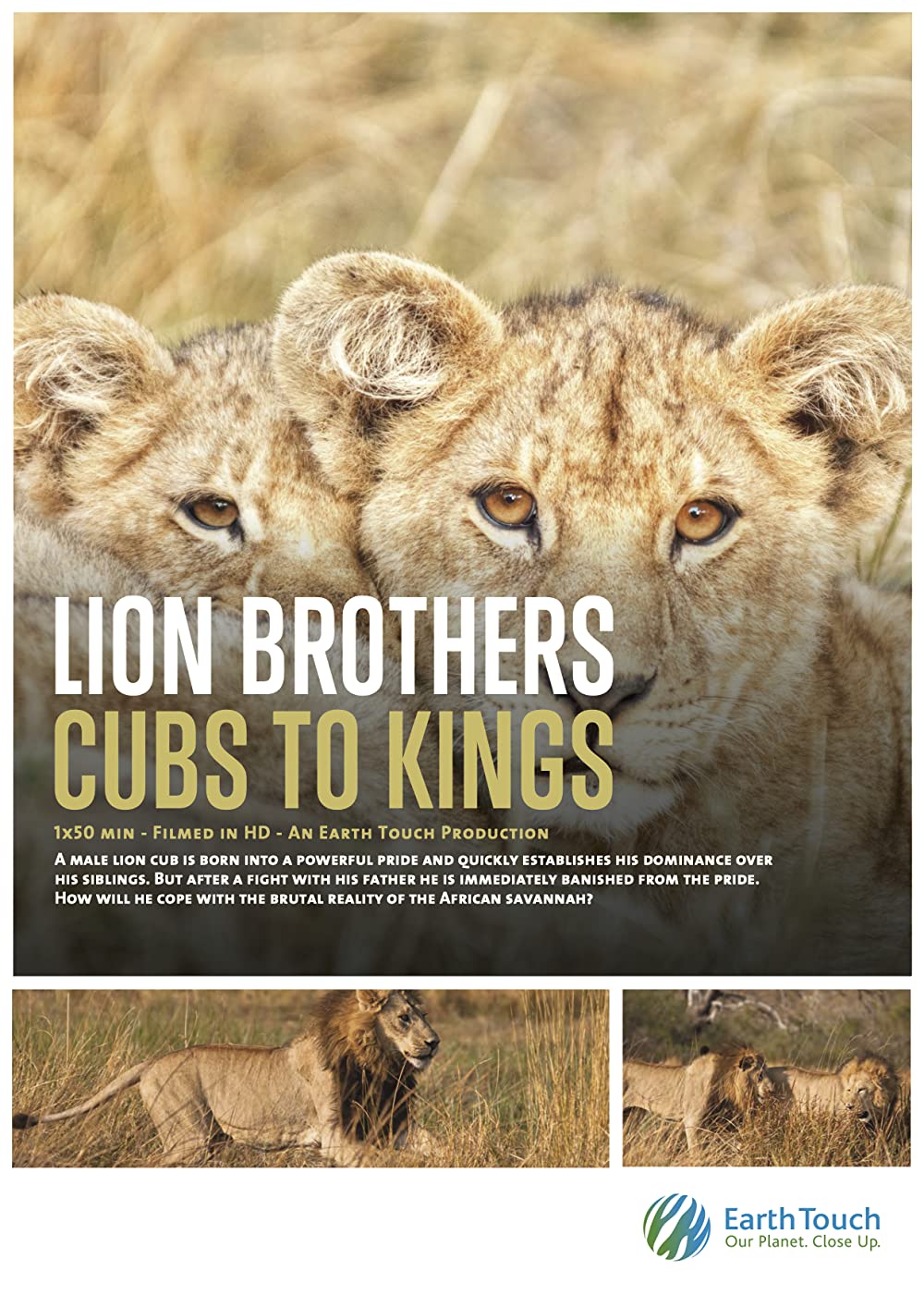 Hermanos leones: de cachorros a reyes