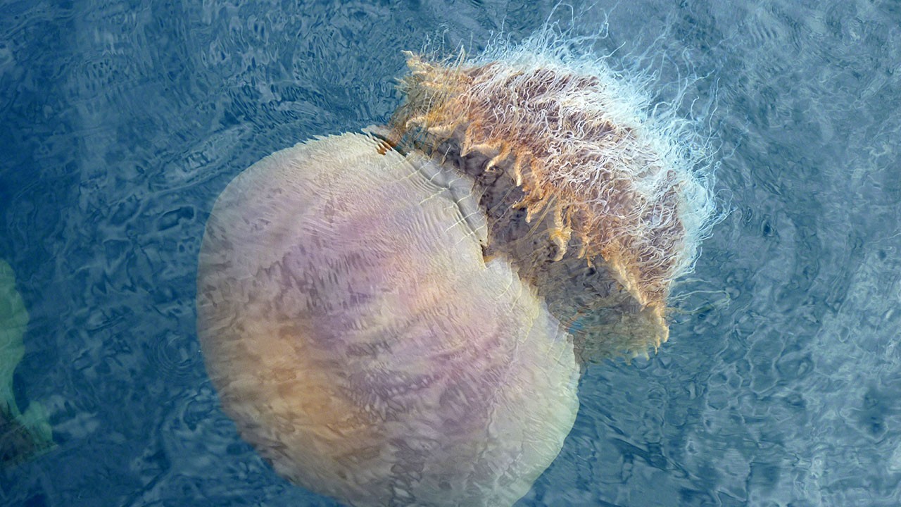 Caratula de MONSTER JELLYFISH (La medusa gigante) 