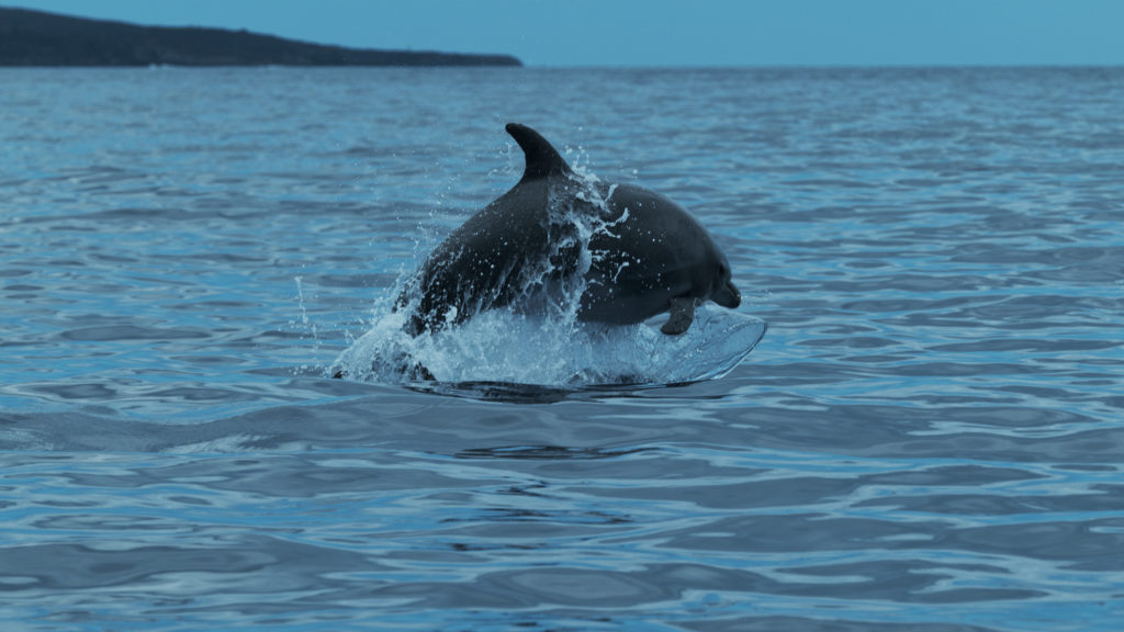 Marine Mammals: Champions of the Deep