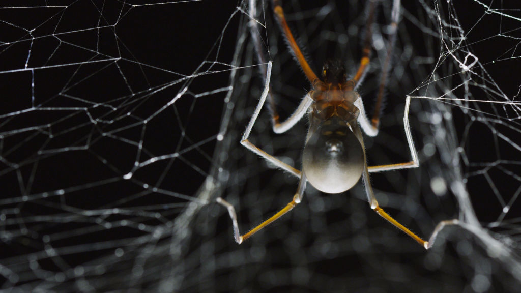 Caratula de Mystery of The Giant Cave Spider (Dieciséis patas) 