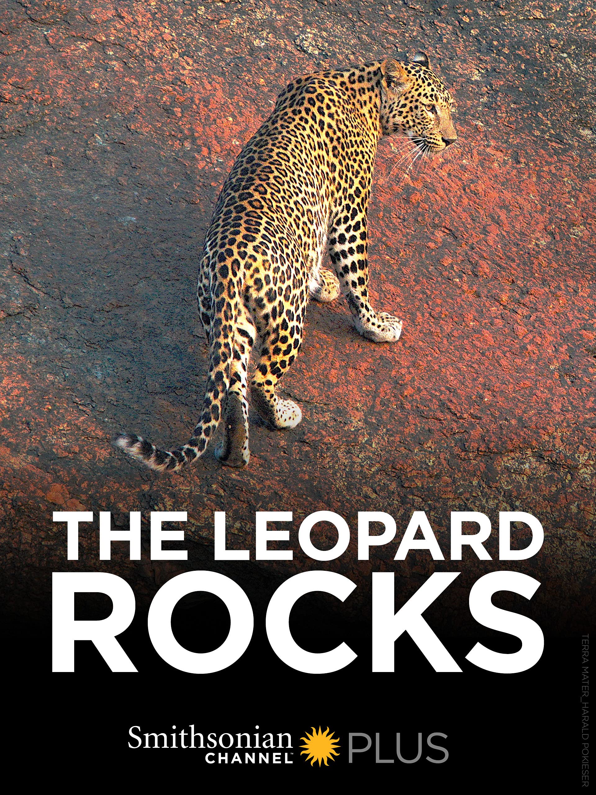 Caratula de The Leopards Rocks (La roca del leopardo) 