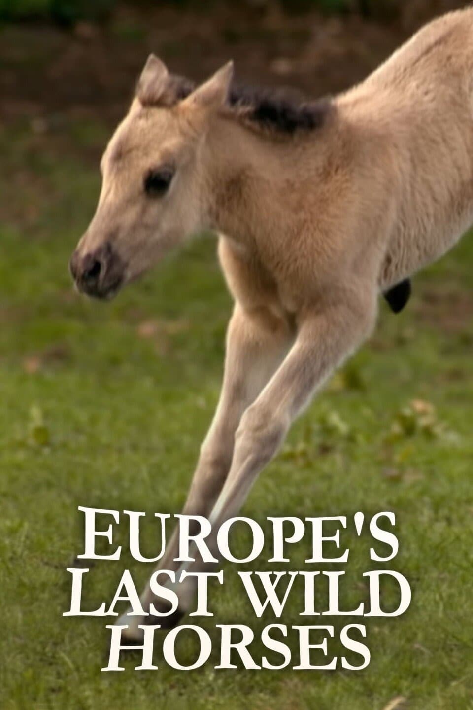 Los últimos caballos salvajes de Europa