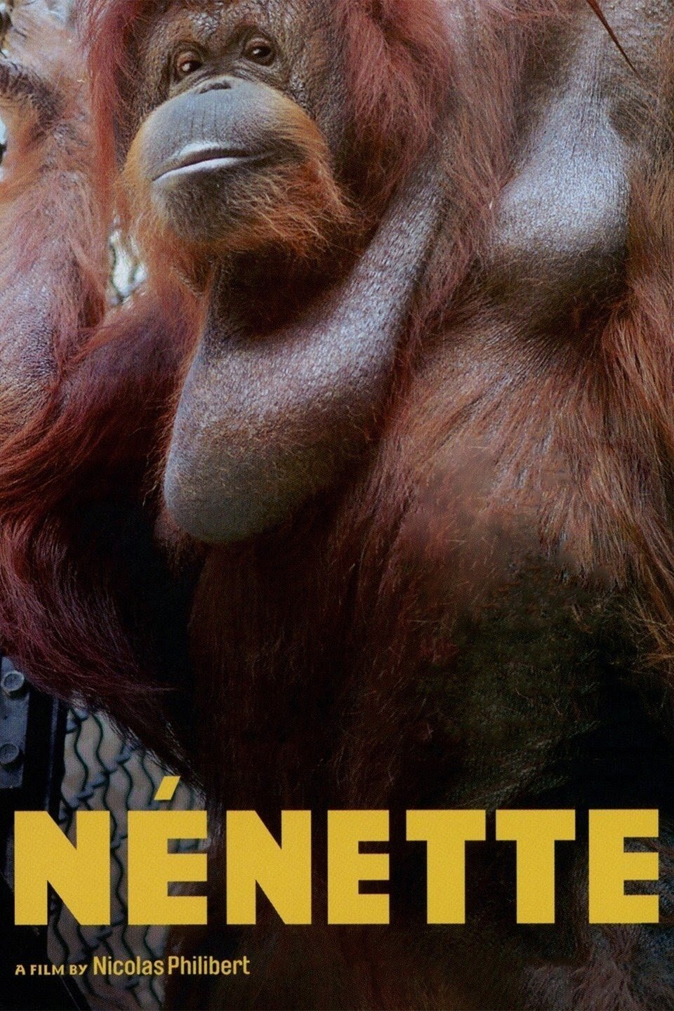 Caratula de NENETTE (NENETTE)