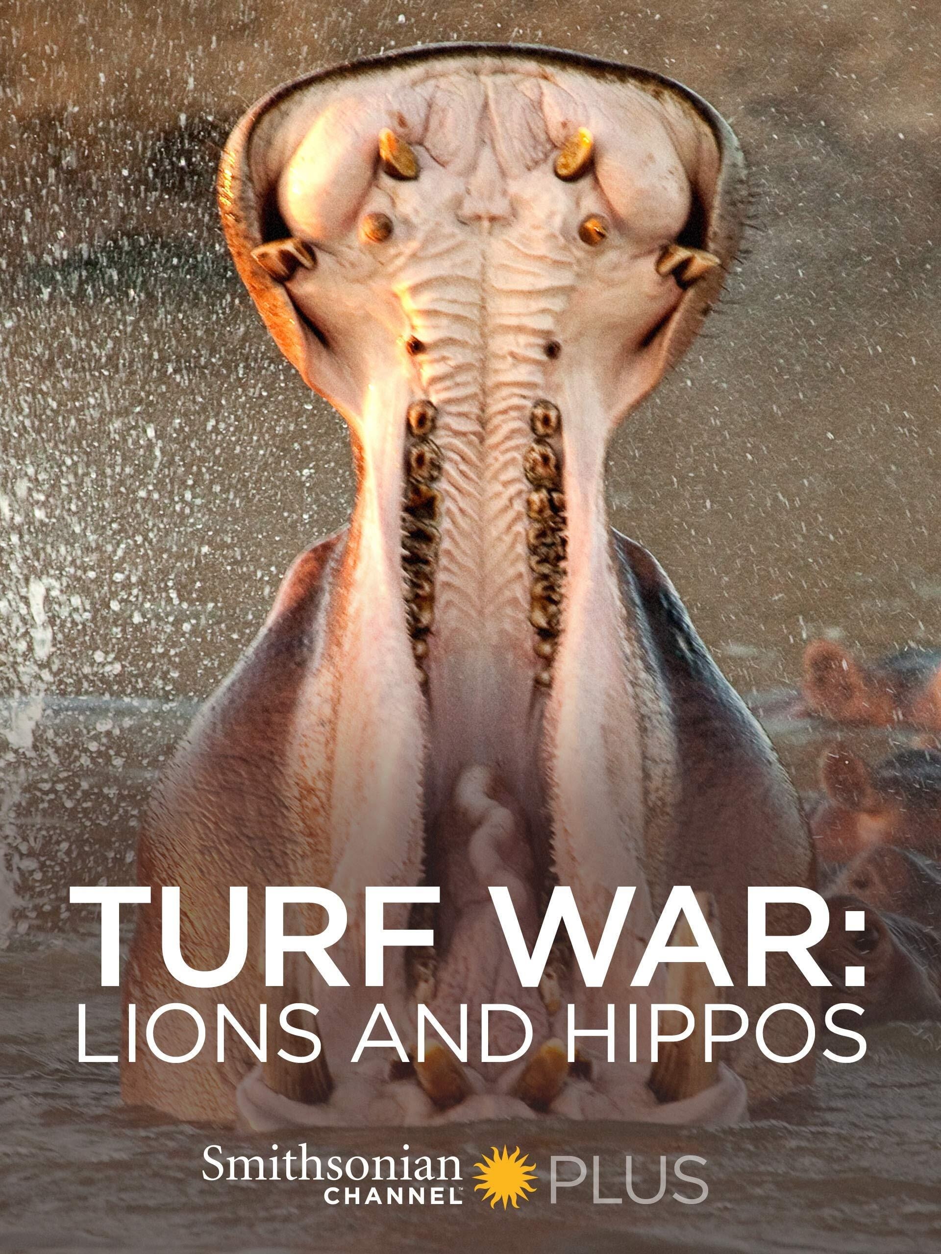 Guerra territorial: Leones e hipopótamos