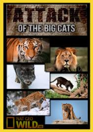 Caratula de Atack of the Big Cats (EL ATAQUE DE LOS FELINOS / ATAQUES FELINOS) 