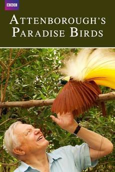 Caratula de Birds of paradise (Las aves del paraíso) 