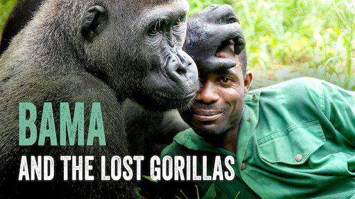 Caratula de Bama and the Lost Gorillas (Bama y los gorilas perdidos) 