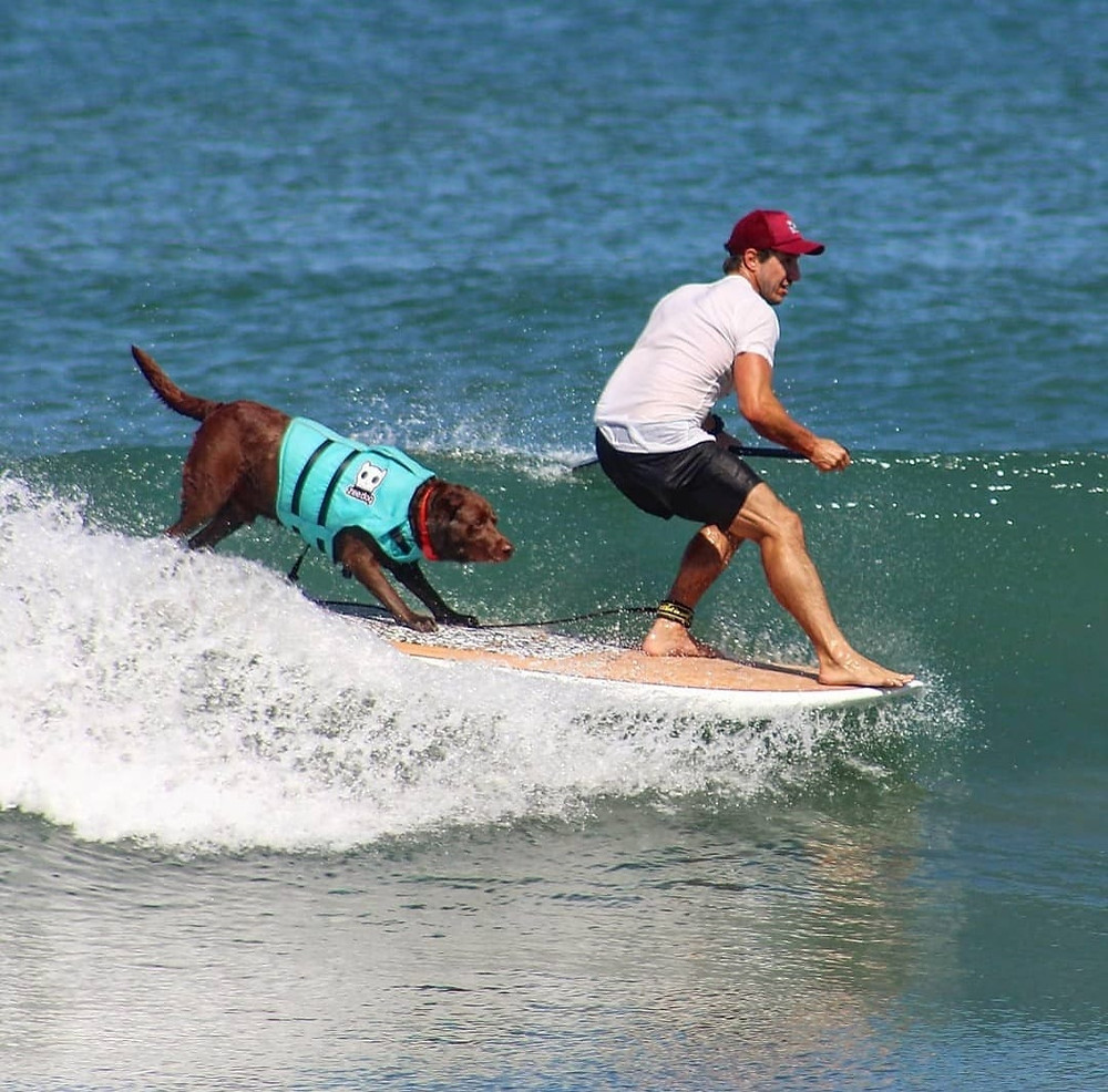 Caratula de Bono, o cão surfista (None) 