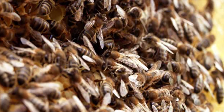 Caratula de Der Retter der Bienen- Ein Imker auf Sizilien (Salvar las abejas - El apicultor de Sicilia) 