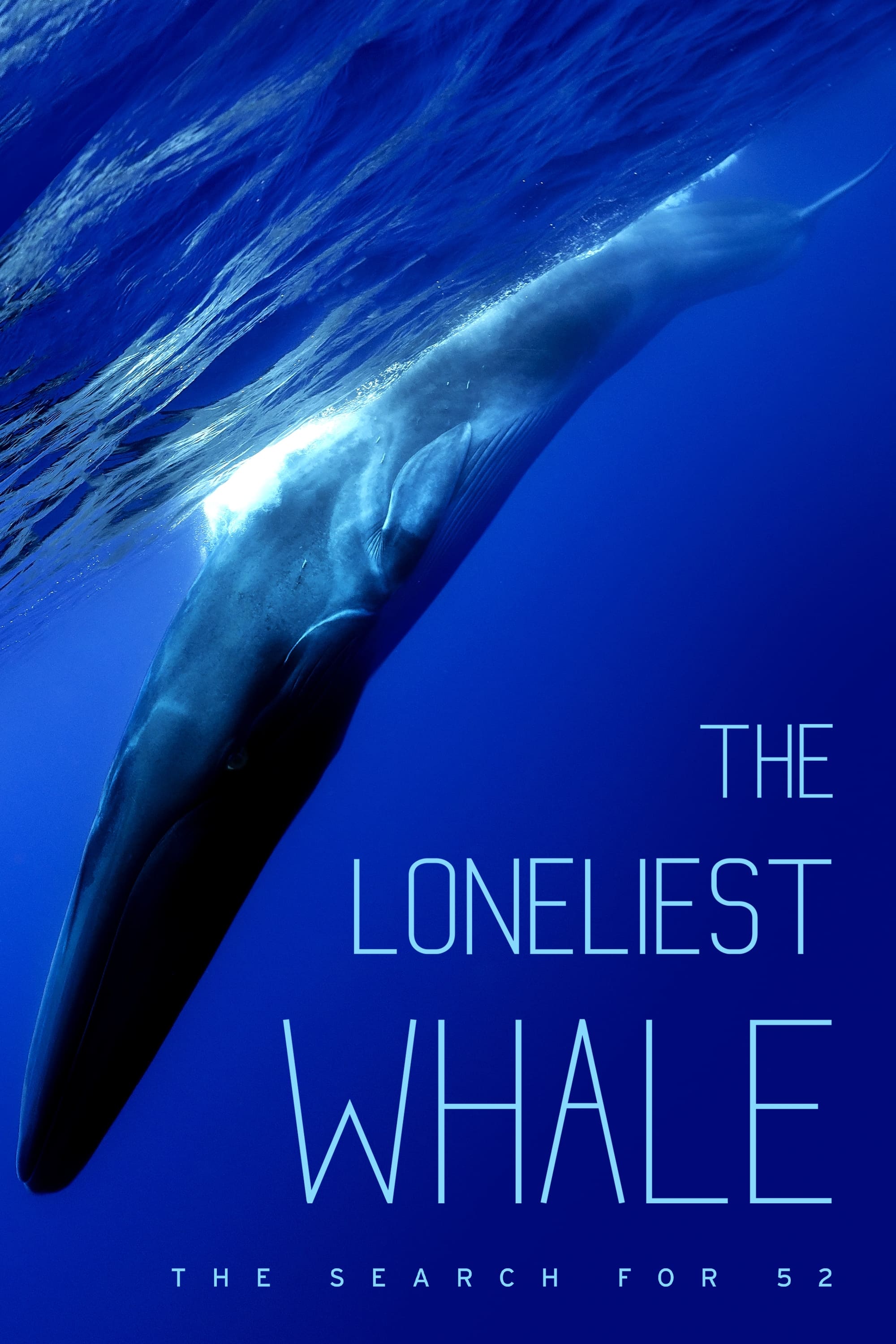 La balena solitària: A la recerca de la 52