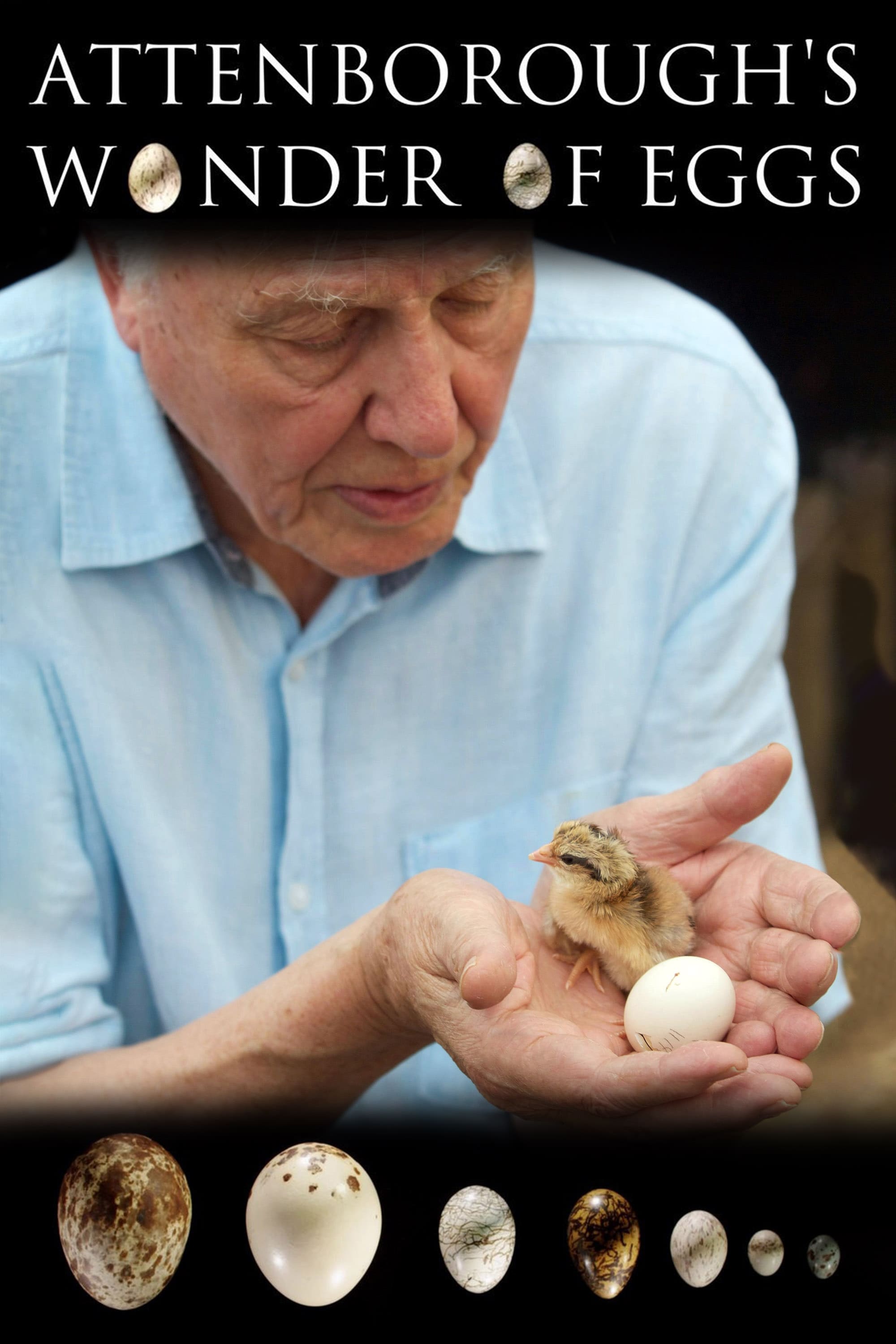 Caratula de Attenborough's Wonder of Eggs (Attenborough y la maravilla de los huevos de ave) 