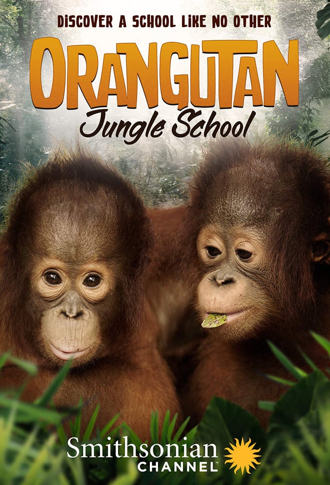 Escuela de orangutanes
