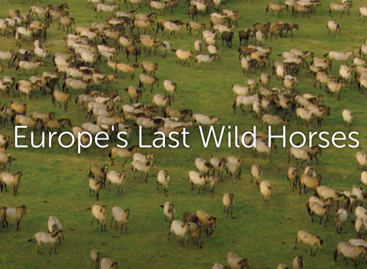 Caratula de Europe's Last Wild Horses (Los últimos caballos salvajes de Europa) 
