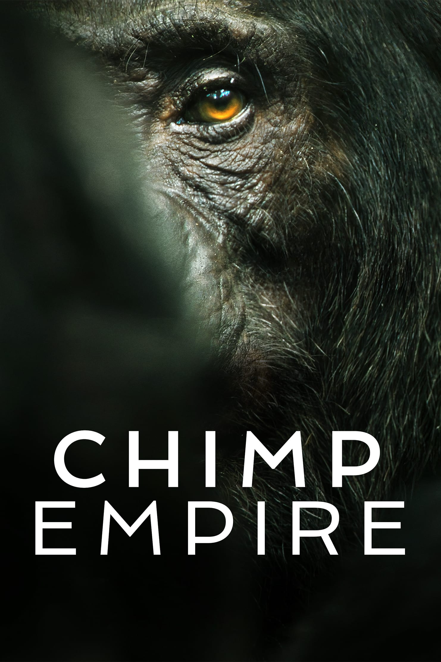 Caratula de Chimp Empire (El imperio de los chimpancés) 