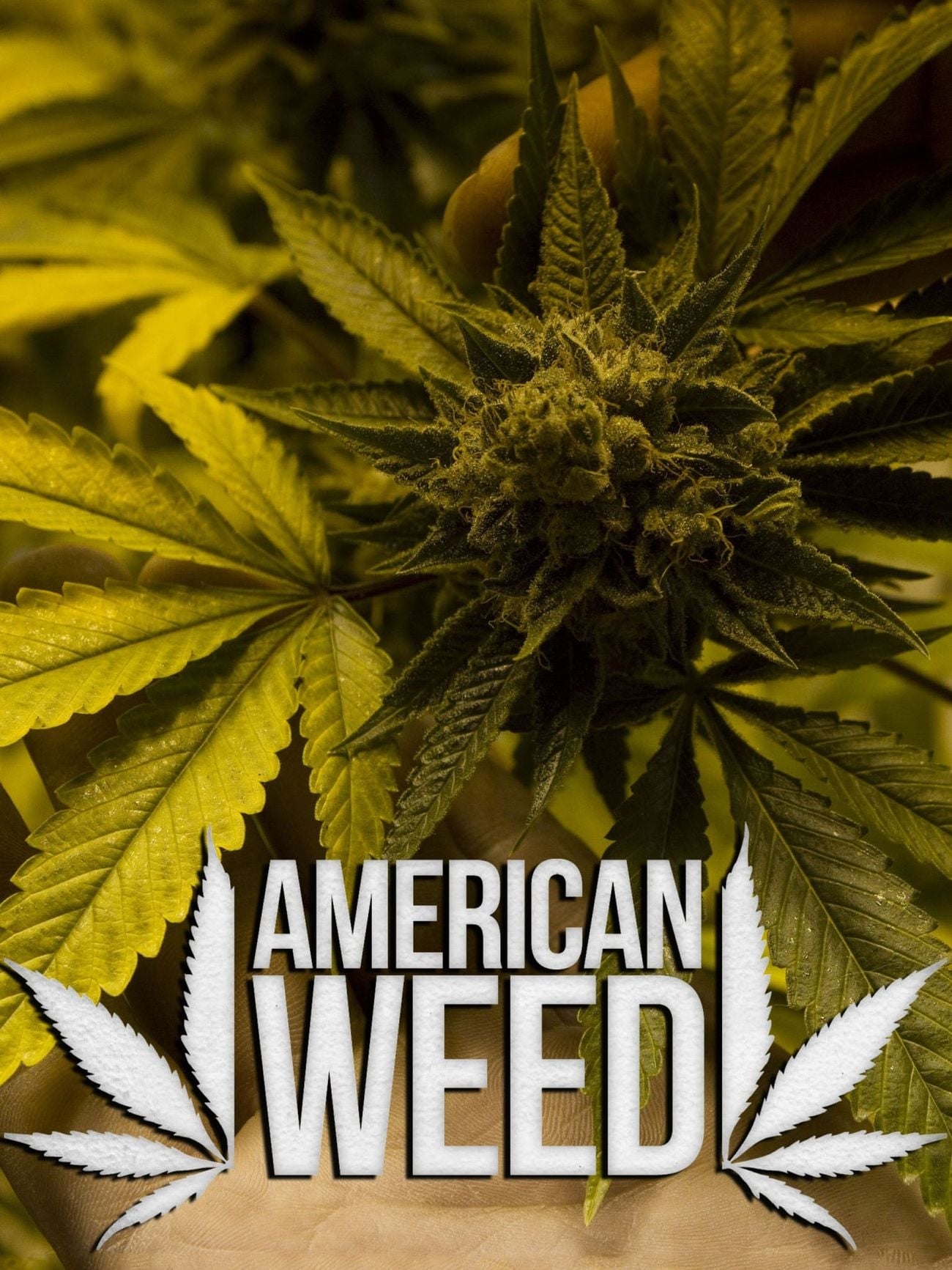 Caratula de American Weed (Marihuana City) 