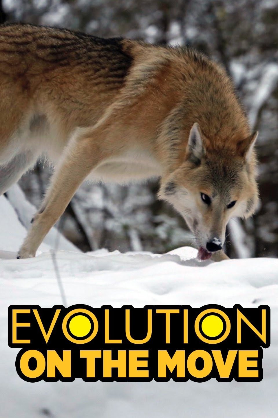 Caratula de Evolution on the move (Evolución en movimiento) 