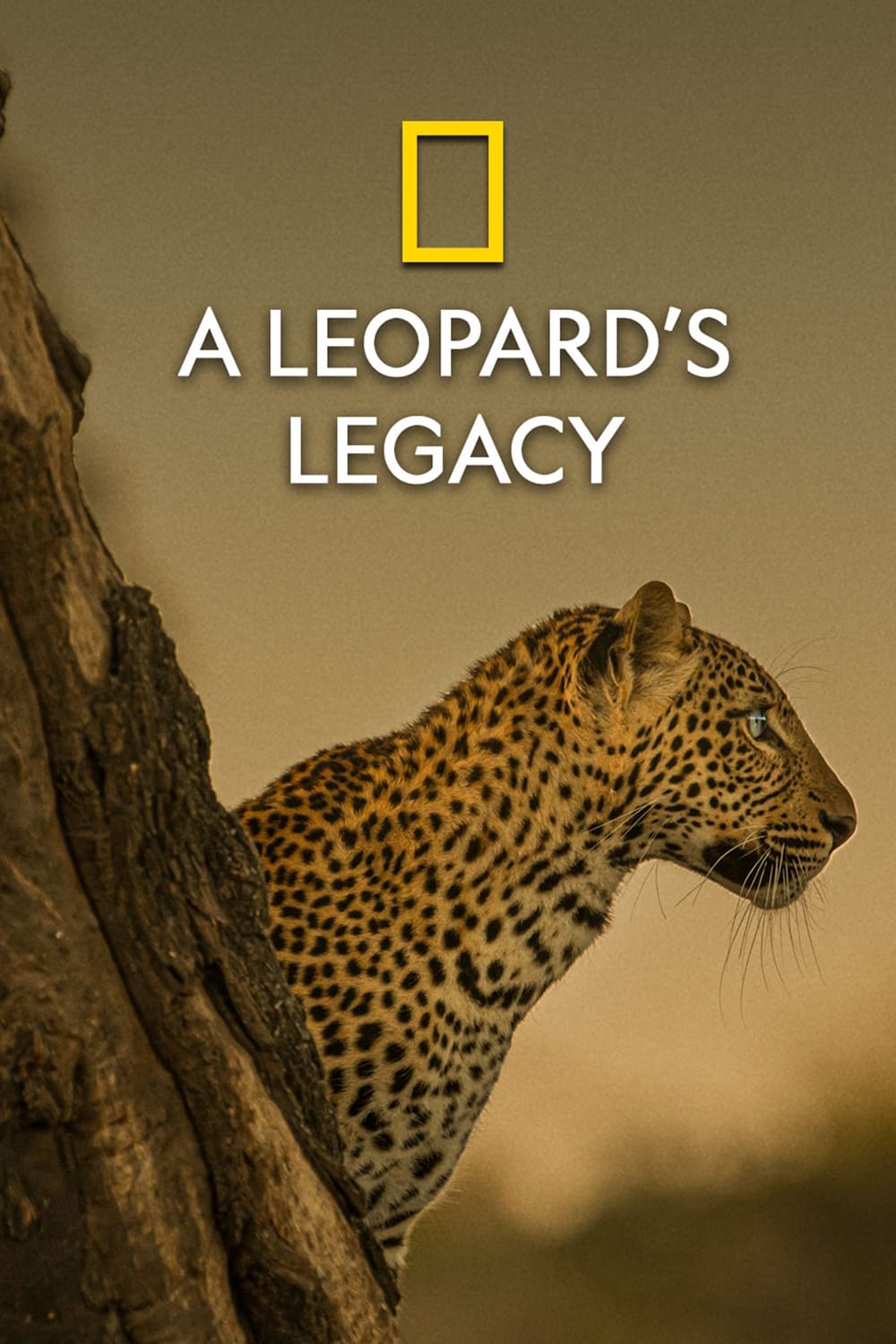 Caratula de A LEOPARD S LEGACY (A Leopard s Legacy) 