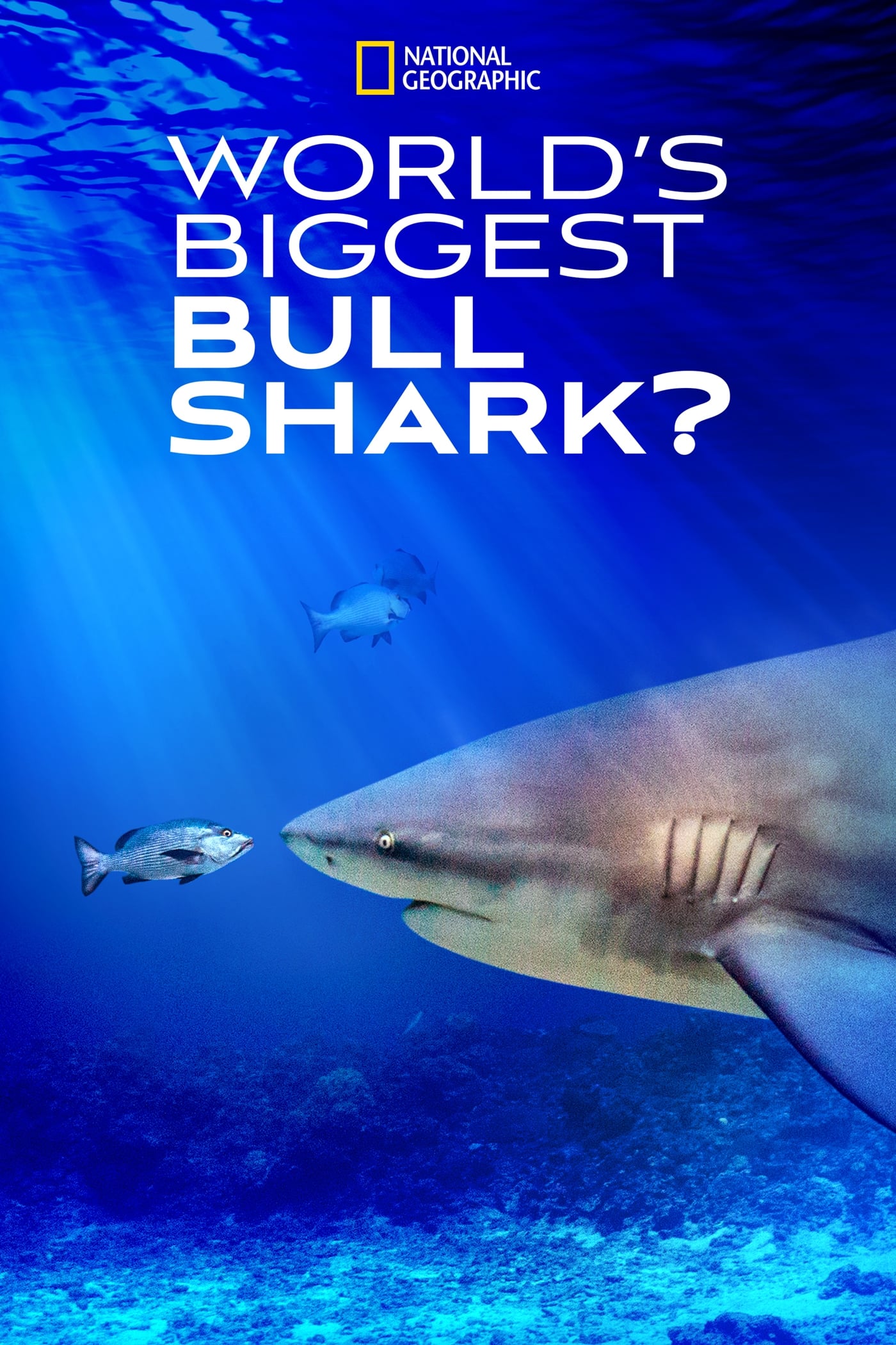Caratula de World's Biggest Bull Shark? (None) 