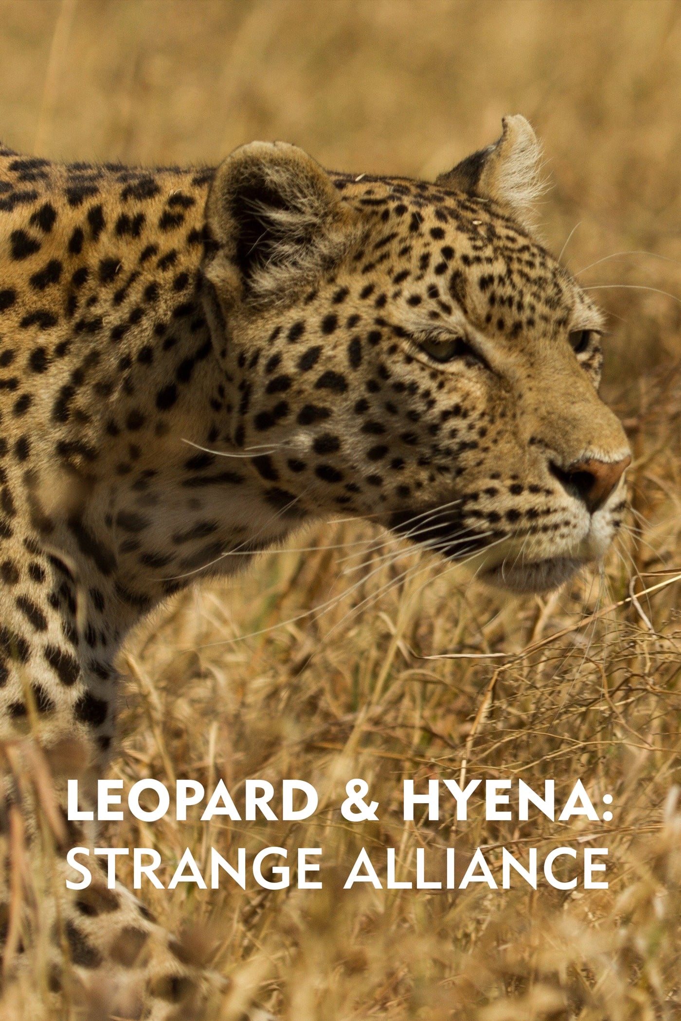 Caratula de LEOPARD & HYENA. STRANGE ALLIANCE (El leopardo y la hiena: una extraña alianza) 