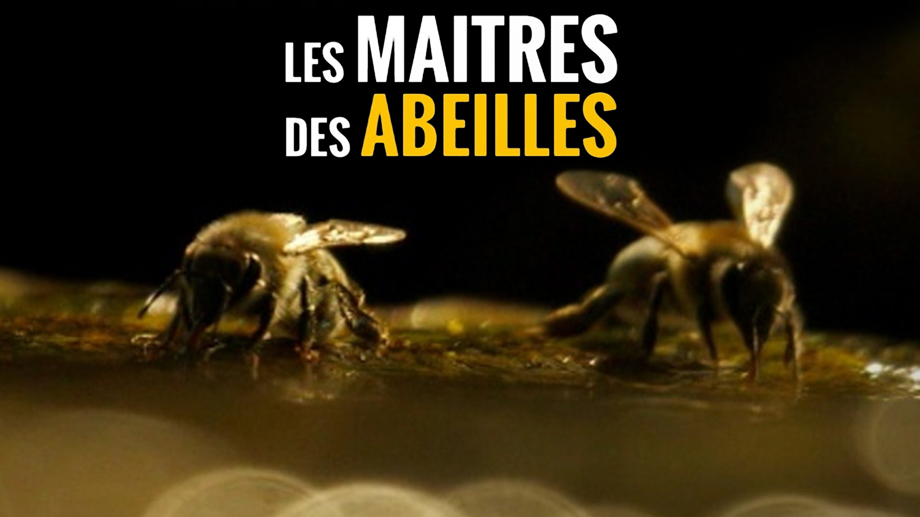 Caratula de Les maîtres des abeilles (Maestros de las abejas) 