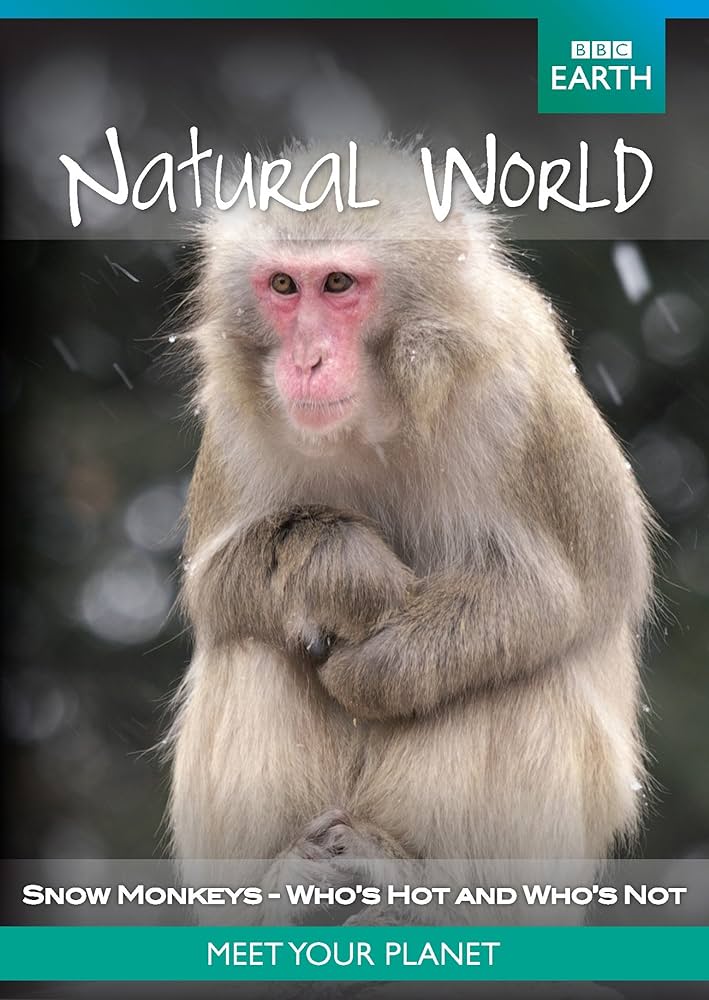 Los macacos japoneses, amados u odiados