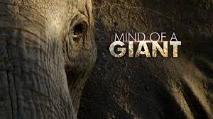 Mind of a Giant