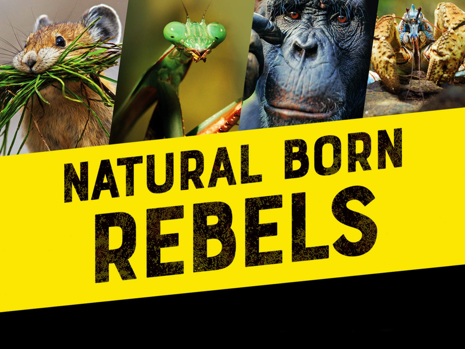 Caratula de Natural Born Rebels (Animales rebeldes) 